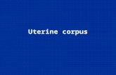 Uterine corpus. benign diseases: - endometritis - endometriosis and adenomyosis - endometrial polyps precursor lesions of endometrial carcinoma endometrial.