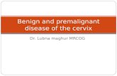 Dr. Lubna maghur MRCOG Benign and premalignant disease of the cervix.