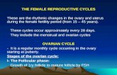 THE FEMALE REPRODUCTIVE CYCLES These are the rhythmic changes in the ovary and uterus during the female fertility period (from 15 – 45 years). These cycles.