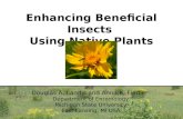 Enhancing Beneficial Insects Using Native Plants Douglas A. Landis and Anna K. Fiedler Department of Entomology Michigan State University East Lansing,