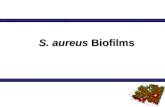 S. aureus Biofilms. Staphylococcus aureus ALL STAPHYLOCOCCI are:ALL STAPHYLOCOCCI are: 1. Gram-positive 1. Gram-positive 2. Cocci 2. Cocci 3. Clusters.