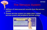 Nervous The Nervous System Millions of interconnected neurons form the nervous system Millions of interconnected neurons form the nervous system Human.