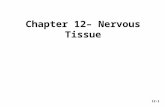 Chapter 12– Nervous Tissue 12-1. 6-2 Ch. 12 Nervous Tissue– Study Guide 1.Critically read Chapter 12 pp. 442-461 before 12.5 Synapses. 2.Comprehend Terminology.
