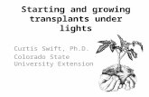 Starting and growing transplants under lights Curtis Swift, Ph.D. Colorado State University Extension.