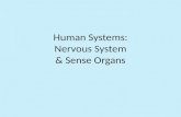 Human Systems: Nervous System & Sense Organs. Nervous system.