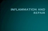 1. Define inflammation, its causes and clinical appearance. 2. Describe the sequence of vascular changes in acute inflammation (vasodilation, increased.
