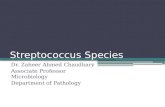 Streptococcus Species Dr. Zaheer Ahmed Chaudhary Associate Professor Microbiology Department of Pathology.