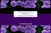 Dr. Nariman Sindi Gram-positive Cocci Staphylococci ‘BUNCH OF GRAPES’