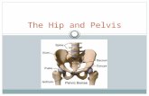 The Hip and Pelvis. The hip, one of the most stable joints in the body, is a freely movable, ball-and-socket joint  Most hip injuries result from smaller.
