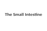 The Small Intestine. The start of the small intestine Liver Stomach Gall bladder Pancreas Small intestine 1 2 3 4 5.
