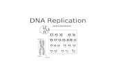 DNA Replication. What is it? DNA Replication –Process of copying the DNA in a cell before it divides How much DNA do we need to copy? –bacteria: 3 million.