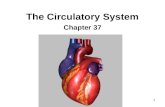 1 The Circulatory System Chapter 37 2 Circulatory System OBJECTIVES: Understand the anatomy and functions of the circulatory system Know how the circulatory.