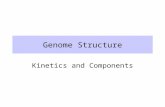 Genome Structure Kinetics and Components. Genome The genome is all the DNA in a cell. –All the DNA on all the chromosomes –Includes genes, intergenic.