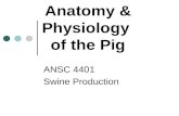 Anatomy & Physiology of the Pig ANSC 4401 Swine Production.