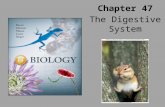Chapter 47 The Digestive System. Types of Digestive Systems Heterotrophs are divided into three groups based on their food sources 1.Herbivores are animals.