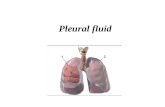 Pleural fluid. The pleural cavity is a potential space lined by mesothelium of the visceral and parietal pleurae. The pleural cavity normally contains.