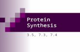 Protein Synthesis 3.5, 7.3, 7.4. Remember Gregor Mendel? Mendel’s experiments with garden peas led to the foundations of genetics Hypothesized that characteristics.