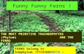 Funny Funny Ferns ! FERNS belong to Subphylum :PTERIDOPHYTA – “WINGED PLANT” THE MOST PRIMITIVE TRACHEOPHYTES (Phylum) ARE THE FERNS.