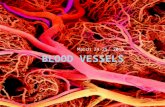 March 24-25, 2015. Types of Blood Vessels Blood Vessel Tunics  All vessels except capillaries have three layers, or tunics  Capillaries have a single.