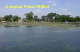 Eurasian Water Milfoil. Exotic Eurasian Water Milfoil 11 Native Species of Water-milfoil in North America. 7 Native Species of Water-milfoil in Wisconsin.