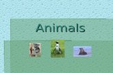 Animals Table of Contents  Mammals Mammals  Fish Fish  Amphibians Amphibians  Reptiles Reptiles  Insects Insects  Birds Birds.