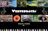Vertebrates Abdulla Alsubai 6D. Vertebrates Vertebrates are animals that have a backbone. Backbones are the bones that are located at the end of your.