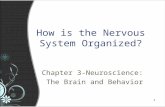 1 11 How is the Nervous System Organized? Chapter 3-Neuroscience: The Brain and Behavior.