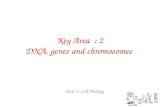 Key Area : 2 DNA, genes and chromosomes Unit 1: Cell Biology.