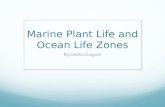 Marine Plant Life and Ocean Life Zones By Cecilia Dugyon.