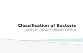 Classification of Bacteria Survey of Clinically Relevant Bacteria.