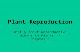 Plant Reproduction Mostly About Reproductive Organs in Plants - Chapter 8.