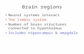 Brain regions Neural systems interact The limbic system Number of brain structures connected to hypothalmus Includes hippocampus & amygdala.