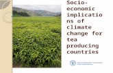 Socio- economic implications of climate change for tea producing countries.