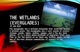 THE WETLANDS (EVERGLADES) BY JOHN CHIPP The everglades are a wetland ecosystem that stretches across 2 million acres. The everglades are a vast system.