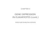 CHAPTER 3 GENE EXPRESSION IN EUKARYOTES (cont.) MISS NUR SHALENA SOFIAN.