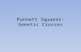 Punnett Squares: Genetic Crosses. Making Genetic Predictions Mendel found that you could predict the traits of a percentage of the offspring. He invented.