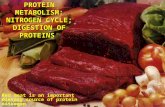 PROTEIN METABOLISM: NITROGEN CYCLE; DIGESTION OF PROTEINS Red meat is an important dietary source of protein nitrogen.