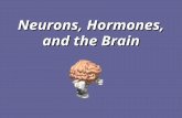 Neurons, Hormones, and the Brain. The Nervous System (Part 1)