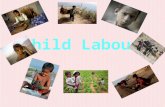 Child Labour. Content Page What is Child Labour?What is Child Labour? Examples of Child LabourExamples of Child Labour Example of CountriesExample of.