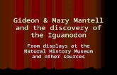 Gideon & Mary Mantell and the discovery of the Iguanodon From displays at the Natural History Museum and other sources.
