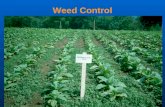 Weed Control. Weeds Competition Space Light Nutrient Water Physical Damage Morningglories Honeyvine Milkweed.