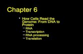 Chapter 6 How Cells Read the Genome: From DNA to Protein –RNA –Transcription –RNA processing –Translation.