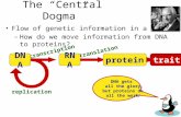 The “Central Dogma” Flow of genetic information in a cell – How do we move information from DNA to proteins? transcription translation replication protein.
