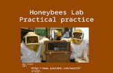 Honeybees Lab Practical practice Amy Talyor 2011  8LklZQ8&feature=player_embedded#!