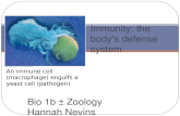 Bio 1b – Zoology Hannah Nevins Immunity: the body’s defense system An immune cell (macrophage) engulfs a yeast cell (pathogen)