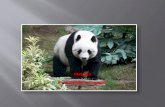 The animal‘s name is the Giant panda. It’s scientific name is Ailuropoda melanoleuca.