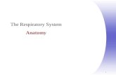 1 The Respiratory System Anatomy. Chapter 22, Respiratory System 2 Respiratory System  Consists of the respiratory and conducting zones  Respiratory.