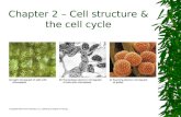 Chapter 2 – Cell structure & the cell cycle. Plant Cells.