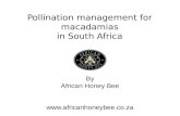 Pollination management for macadamias in South Africa By African Honey Bee .