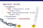 AP Biology Nucleic Acids  Examples:  RNA (ribonucleic acid)  single helix  DNA (deoxyribonucleic acid)  double helix  Structure:  monomers = nucleotides.
